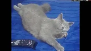 Кто такой кот Оскар?!
