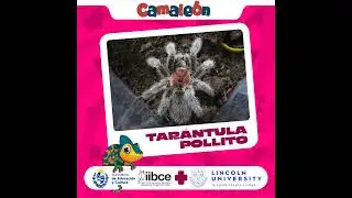 Tarántula Pollito: Desde su Muda Hasta la Madurez