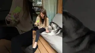 Обзор на хаски 🐧 