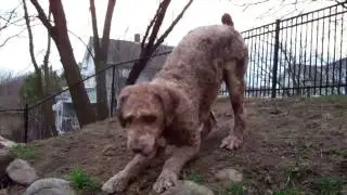 Spanish Water Dog:  Turi from MAESSR, now Teddy