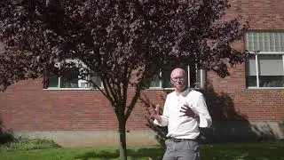 Purple leaf flowering plum (Prunus cerasifera) - Plant Identification