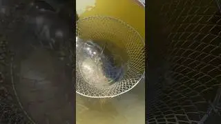НАШ УЛОВ ЗА 3 ЧАСА. РЫБАЧИМ В АСТРАХАНИ. 