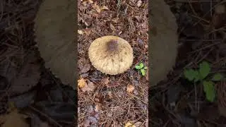 Lonely Mashroom in a forest 