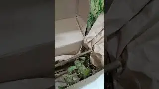 Первые ласточки прилетели!