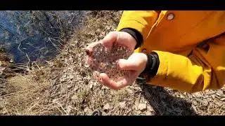 Внимание! В конце видео очень чёткая инструкция по удалению клеща!