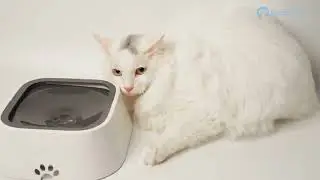💦 The Beardpet FT-12 Pet Water Bowl: Backed by Rave Reviews!