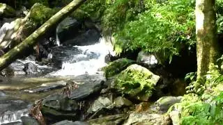 El Yungue Rainforest 9