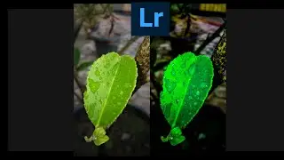 Cara Edit Daun Keren Di | Lightroom | Android