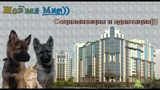 "Новый Мир". Социализация и адаптация щенков.