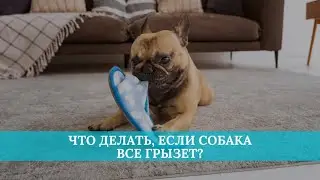 Что делать, если собака все грызет?