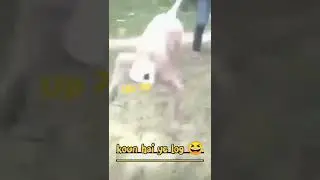 Funny moment monkey 😆#shorts