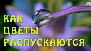 Как распускаются цветы –  это завораживает!
