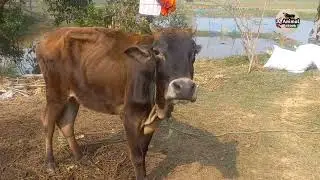 Want LOUD Moos - Watch Our Village Cow Breeds Videos Now | Cow Sound | Animal eBook