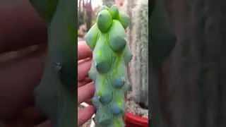 #Succulent #plant #succulents #plants #cactus #propagation #homegarden #care #tips