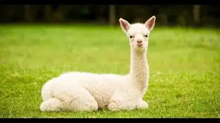 Why Alpacas Are the Chillest Animals on Earth 🦙✨