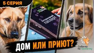 СОБАЧКА НА ПРОКАЧКУ 5 серия: Финальная серия | Кто из собак обрел свой дом | Подводим итог
