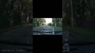 Случай на дороге! Чуть не сбил щенка!