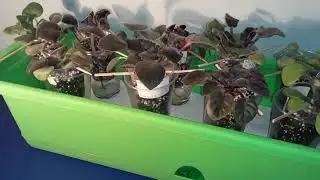 Фитильный полив фиалок