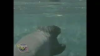 Amazing Animals: Scaly Animals (Part 1 of 2)