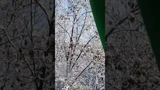 Как за одну ночь на пустыню выпал снег 😊