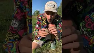 290 эпизод раскопок / нашел Гравитс Агатус