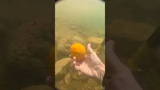 Found where they grow underwater