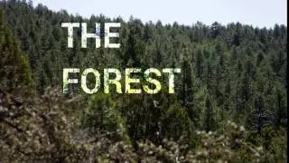 The Forest - Title Card Opening