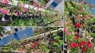 Adenium garden❤️
