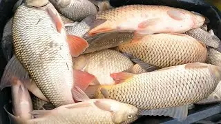 Spider-lift fishing. You've never seen so many fish. I recommend checking it out.