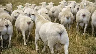 INCREDIBLE! YOU WON'T BELIEVE THIS! HIGH LEVEL GENETICS