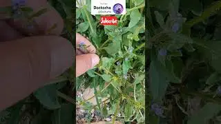 تقلب سهوی در بادرنجبویه 