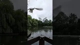 Pigeons Taking Off in 960fps Slow Motion