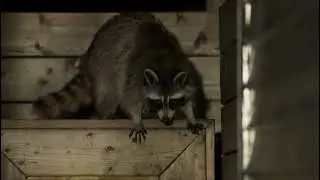 Planet Earth 2 [2016] - Raccoon Screen Time