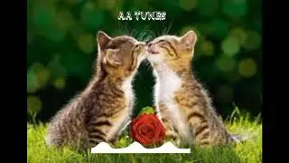 Meow Cat Sound Ringtone music New Tiktok Trend Video Meow tiktok Ringtone || AA TUNES