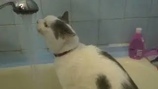 Кот пьёт из лейки для душа