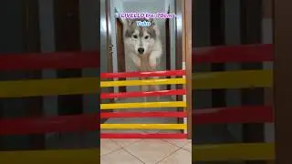 CANE vs GATTO: Chi VINCERÀ la SFIDA di SALTO in alto?🐶😳🙀 