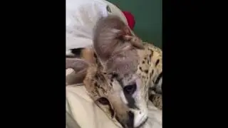 Serval Teeth and Claws
