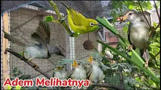 Kandang Aviary Minimalis depan Rumah sederhana tapi Enak dipandang