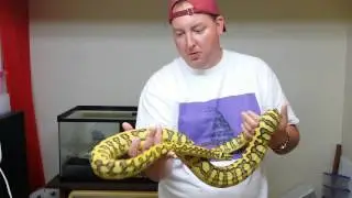 Holy carpet python!!