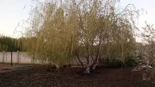 Раннее утро на селе Рассвет, Звуки деревни Пение птиц  Деревенские Красоты
