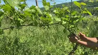 Wine Grape Shooting Thinning and Suckering