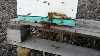 Внимание! Весенний напад пчёл.