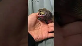 Змея проглатывает яйцо