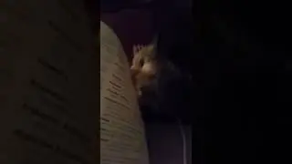 cat doesn't approve of studying | CONTENTbible