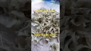 CLASSIFYING GOOD NEST.