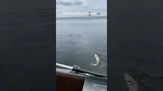 Вот эта рыбалка🎣 #рыбалка #отдых #природа #Ангара #хариус #shorts