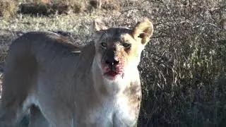 Lions Kill Giraffe