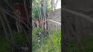 зоопарк на прогулке
