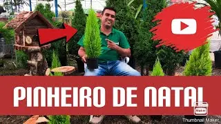 Conhecendo a tuia holandesa (tuia limão)