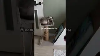 Мой дом, у каждого котика свой режим.   #cat #котки #котик #котята #кот #котэ #kitten